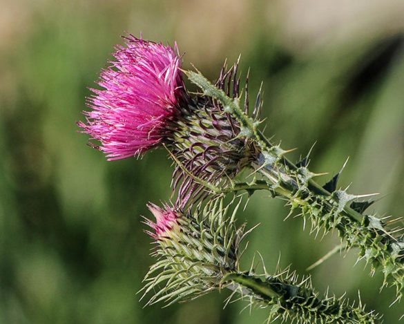 Liver Function - Milk Thistle Plant